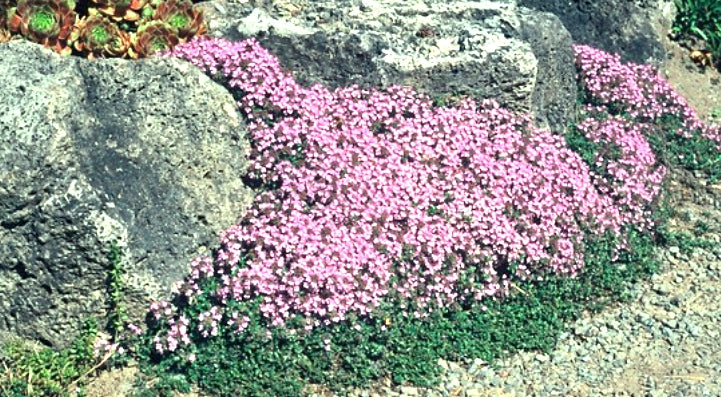 Thymus Praecox Pink Chintz v. 9