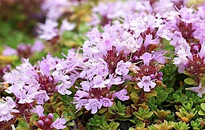 Thymus Praecox Minor v. 9