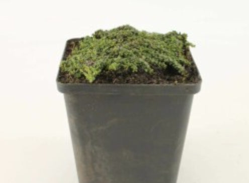 Thymus Praecox Minor v. 9