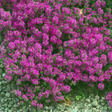 Thymus Praecox Purple Beauty v. 9