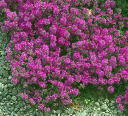 Thymus Praecox Purple Beauty v. 9