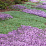 Thymus Praecox Pseudolanuginosus v. 9