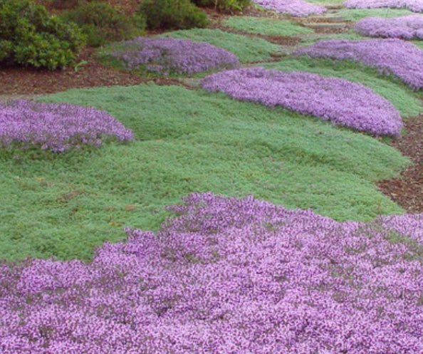 Thymus Praecox Pseudolanuginosus v. 9
