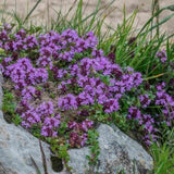 Thymus serphillum v.9