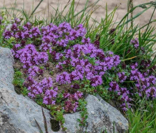 Thymus serphillum v.9