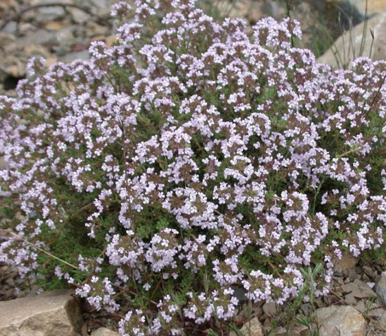 Thymus Vulgare compactum v.9