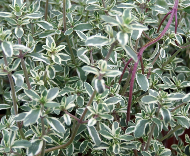 Thymus Vulgare Variegatus v.9