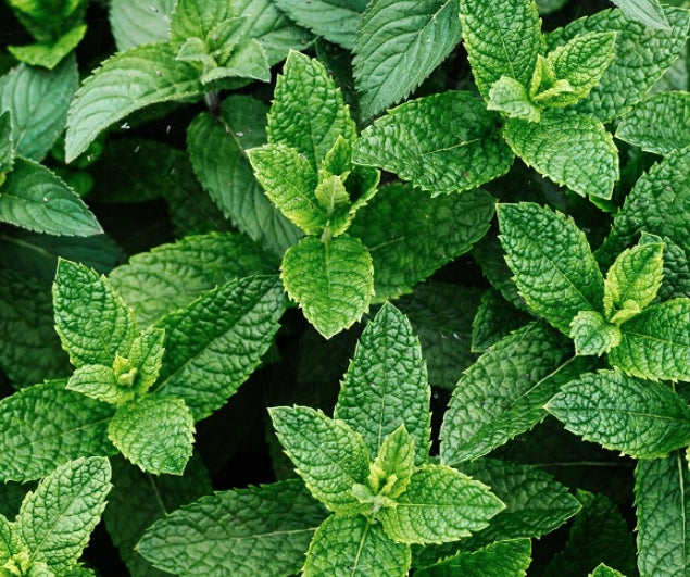 Mentha piperita v.9