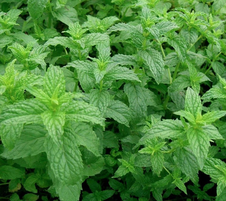 Mentha spicata v.9