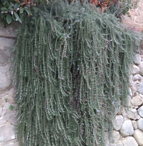 Rosmarinus Prostratus vaso 9