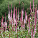 Veronica virginicum  Pink Glowe v.9