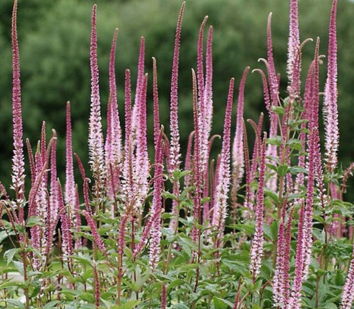 Veronica virginicum  Pink Glowe v.9
