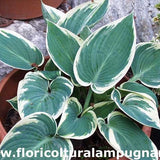 Hosta Samantha