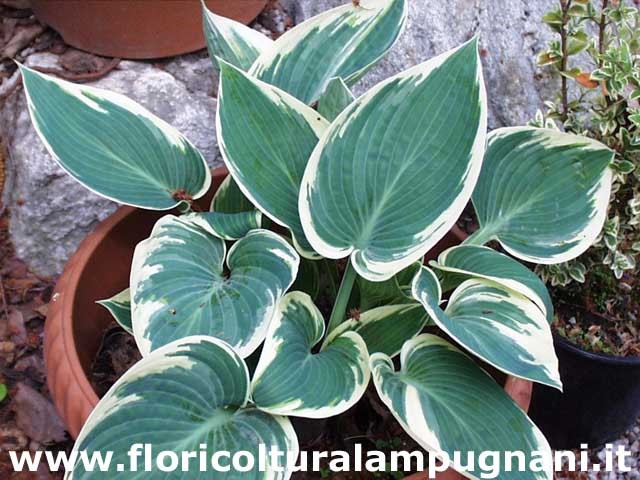 Hosta Samantha