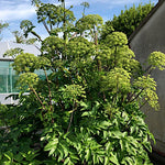 Angelica archangelica v. 9