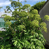 Angelica archangelica v. 9