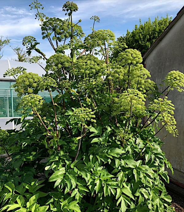 Angelica archangelica v. 9