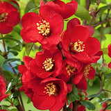 CHAENOMELES X SUPERBA 'CRIMSON & GOLD' v.18