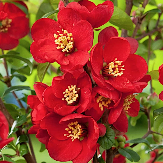 CHAENOMELES X SUPERBA 'CRIMSON & GOLD' v.18