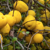 CHAENOMELES X SUPERBA 'CRIMSON & GOLD' v.18