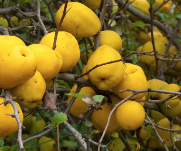 CHAENOMELES X SUPERBA 'CRIMSON & GOLD' v.18