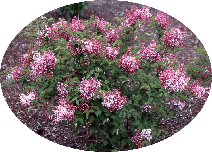 Syringa microphylla superba vaso 2 lt.