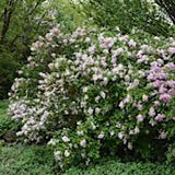 Syringa microphylla superba vaso 2 lt.
