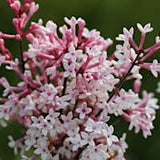 Syringa microphylla superba vaso 2 lt.