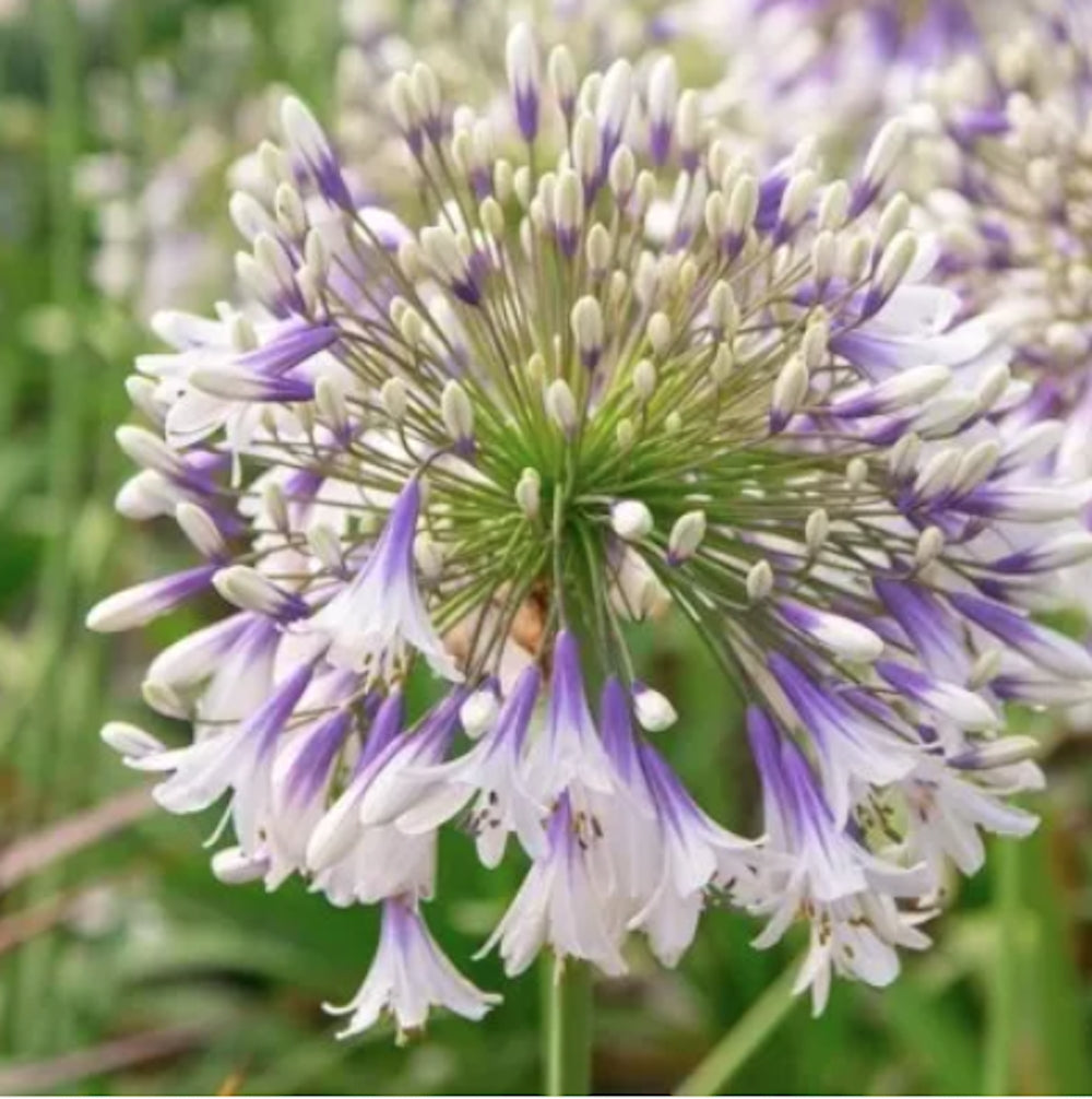 Agapanthus 'Fireworks'   V. 1,5 lt