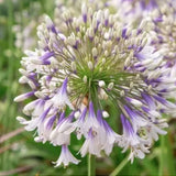 Agapanthus 'Fireworks'   V. 1,5 lt