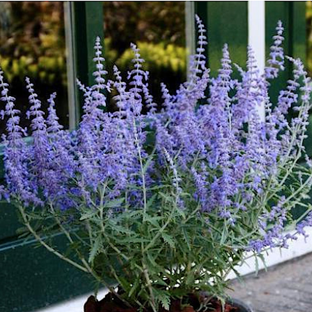 Perovskia Atripicifolia  Blue Steel v. 19