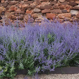 Perovskia Atripicifolia  Blue spire v. 1 lt