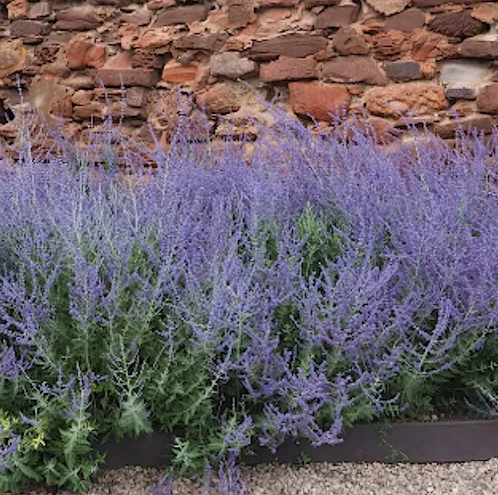 Perovskia Atripicifolia  Blue spire v. 1 lt
