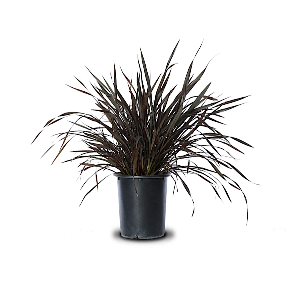 Phormium CoochianumBlack Adder v. 20/22