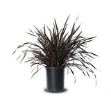 Phormium CoochianumBlack Adder v. 20/22