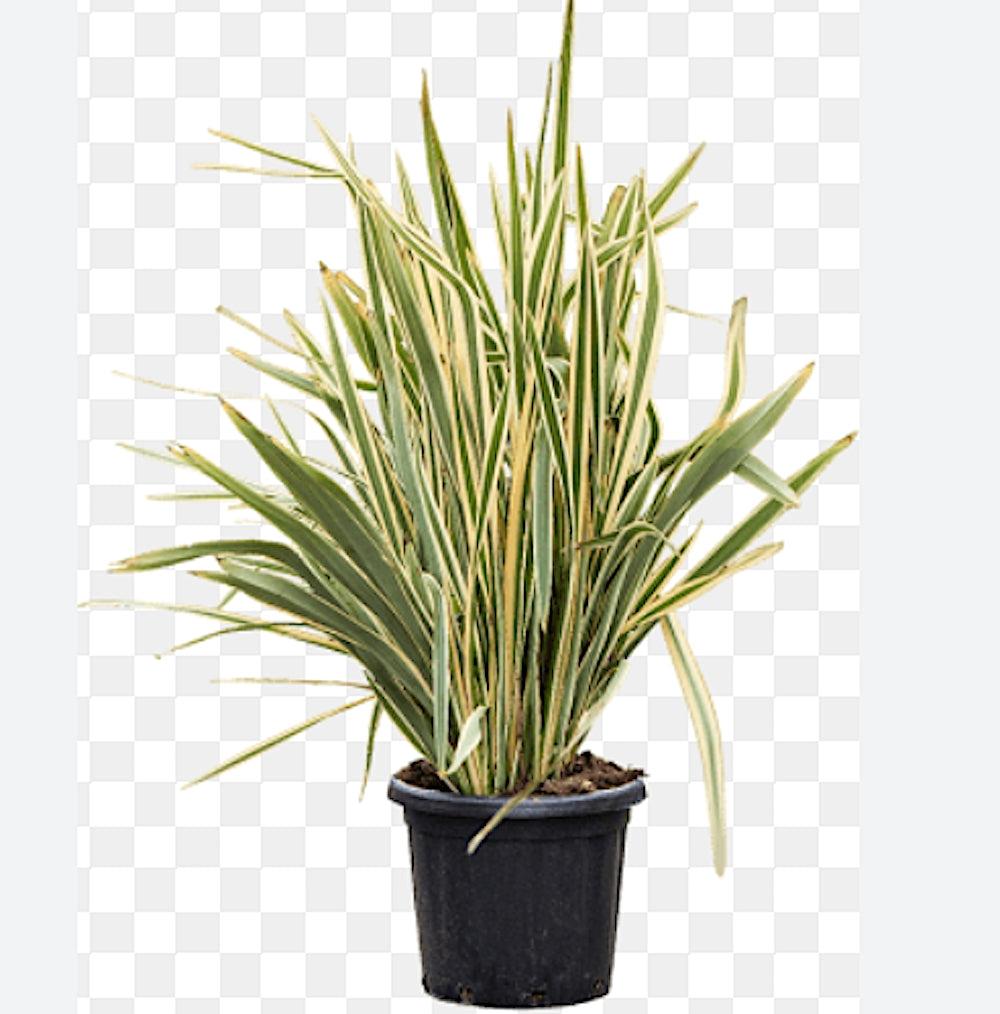 Phormium Tenax variegato v. 20/22