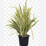 Phormium Tenax variegato v. 20/22