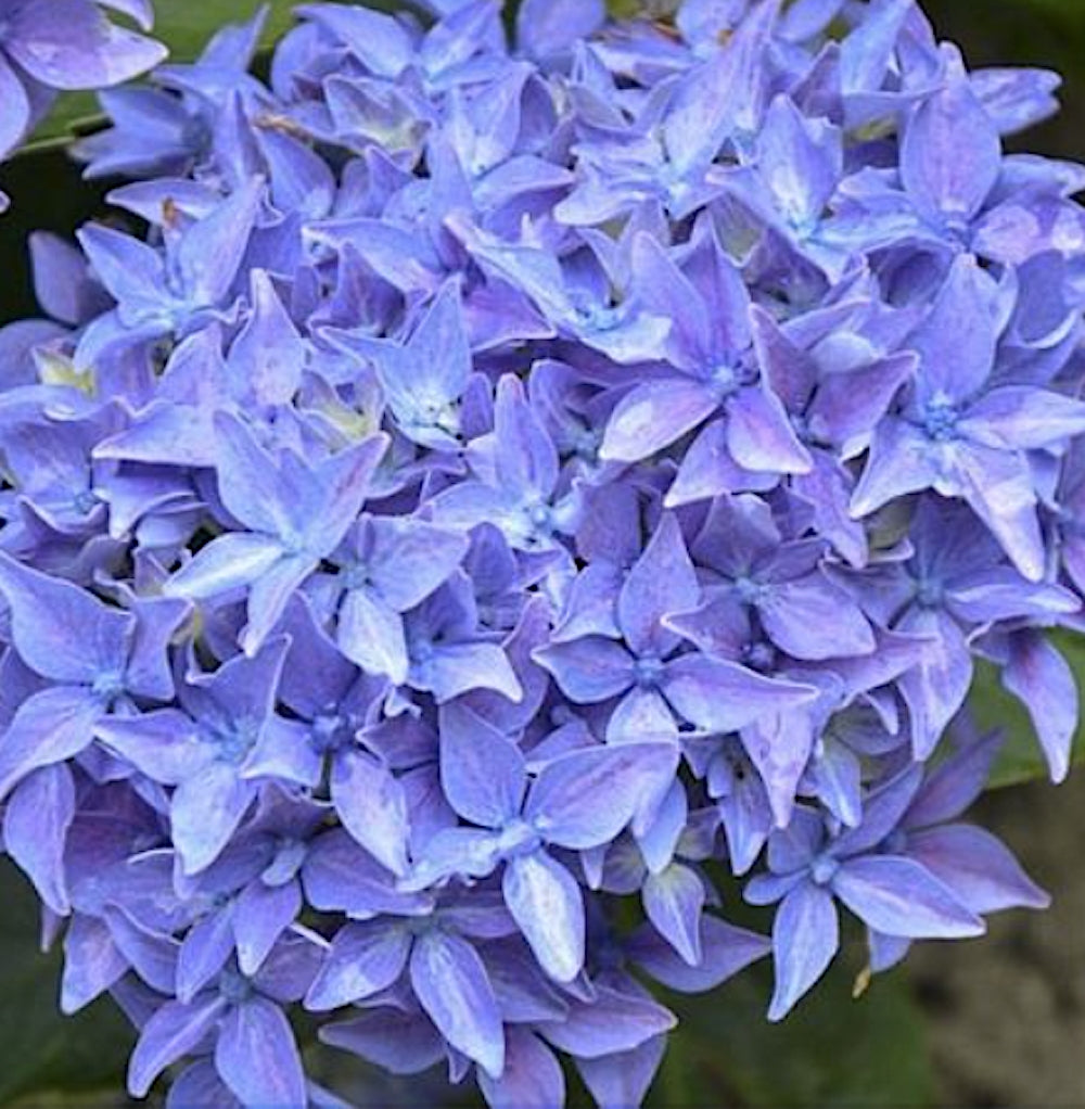 Hydrangea  Macrophylla Tovelit nana vaso 18/19