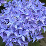 Hydrangea  Macrophylla Tovelit nana vaso 18/19