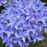 Hydrangea  Macrophylla Tovelit nana vaso 18/19