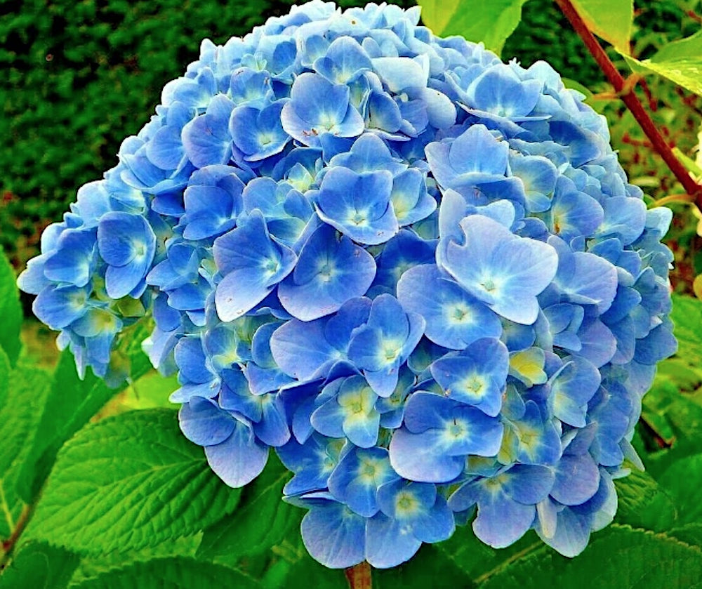 Hydrangea macrophylla Blauer Swerg vaso 18