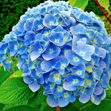 Hydrangea macrophylla Blauer Swerg vaso 18