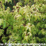 Acer palmatum Orange Dream vaso 15 cm.