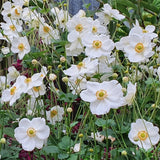 Anemone hyb. 'Honorine Jobert' v. 9