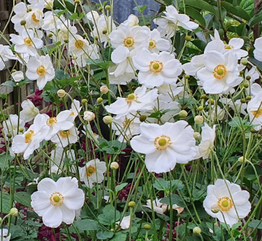 Anemone hyb. 'Honorine Jobert' v. 9