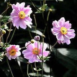 Anemone hyb. 'Königin Charlotte' v. 9