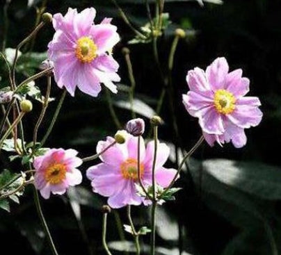Anemone hyb. 'Königin Charlotte' v. 9