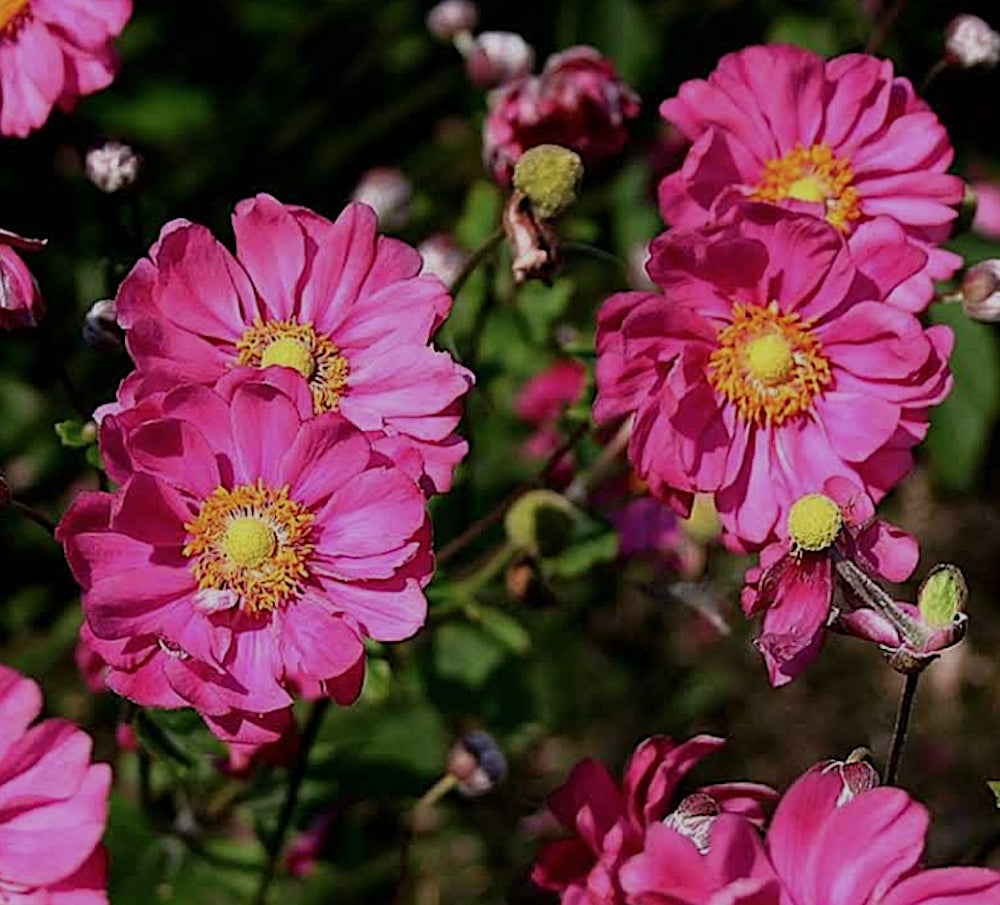 Anemone hyb. 'Pamina' v. 9