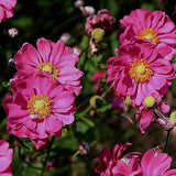 Anemone hyb. 'Pamina' v. 9