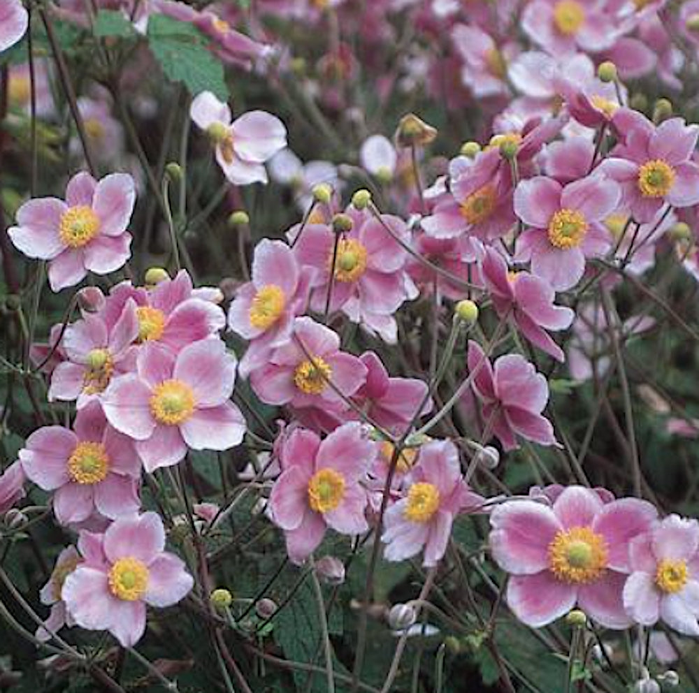 Anemone Tomentosa Robustissima v. 9